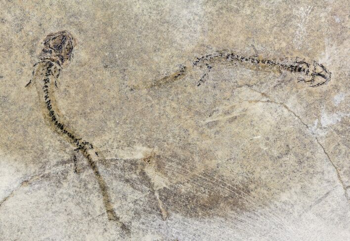 Double Permian Branchiosaur (Amphibian) Fossil - Germany #63625